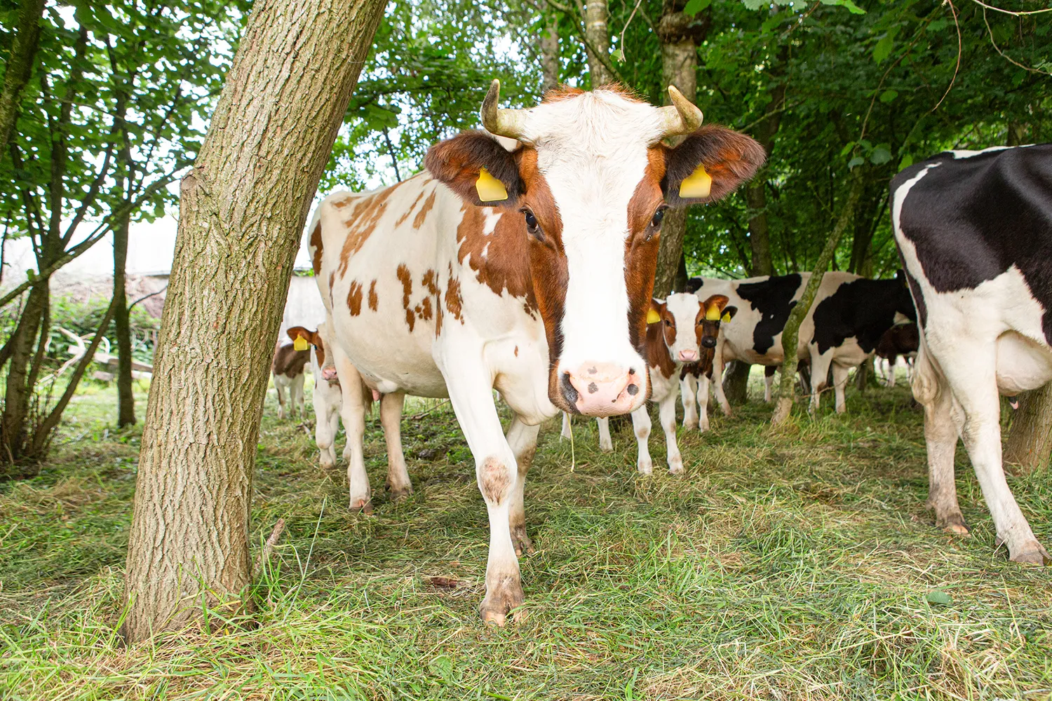 Beeld: koeien met schaduw in de wei