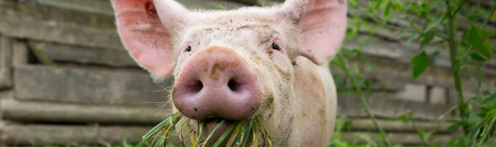 beeld varken met gras