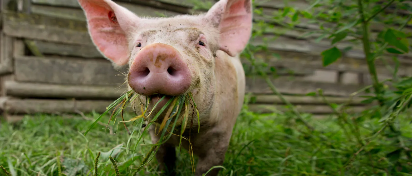 Eet Geen Dierendag