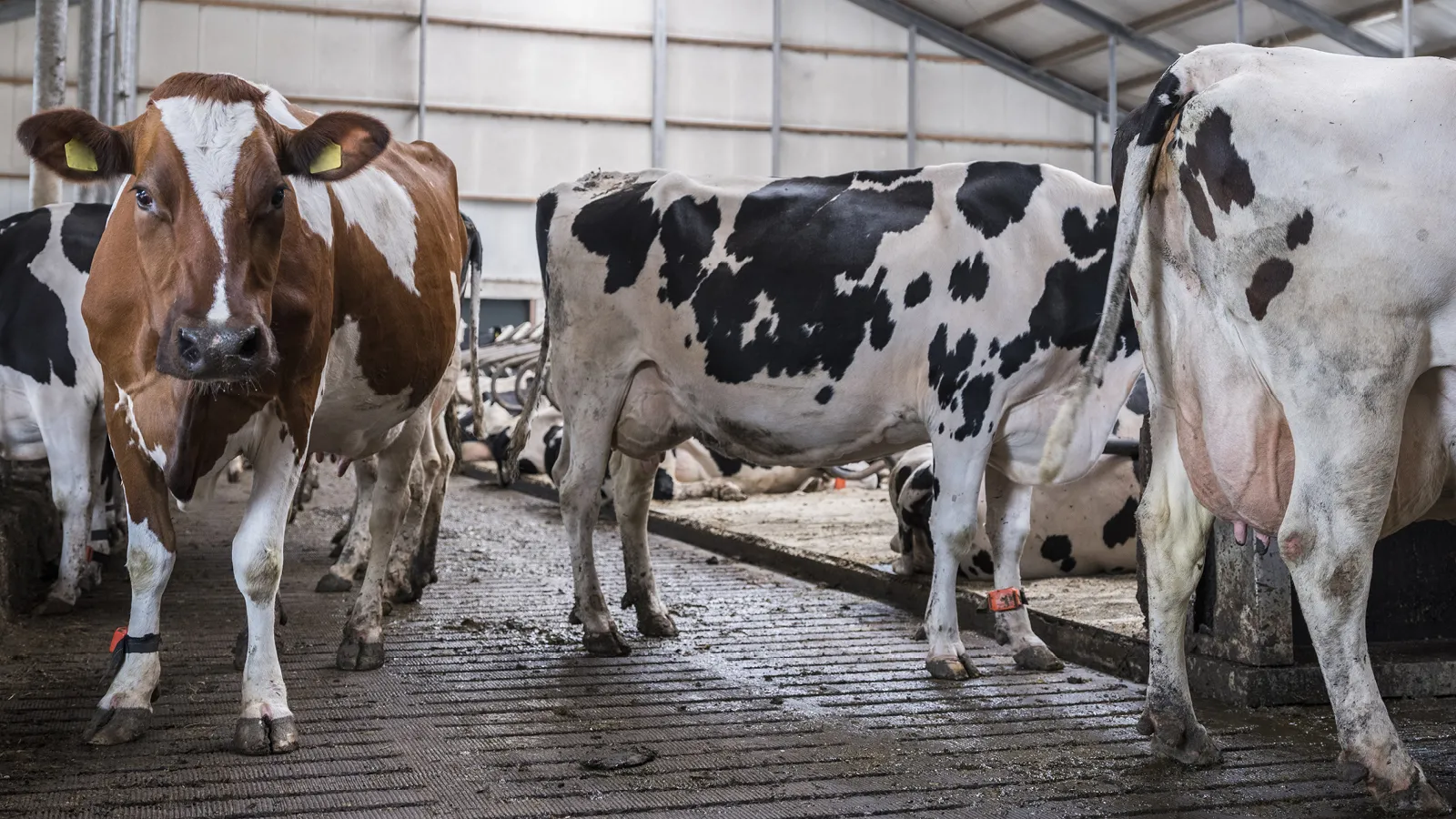 beeld melkkoeien op stal