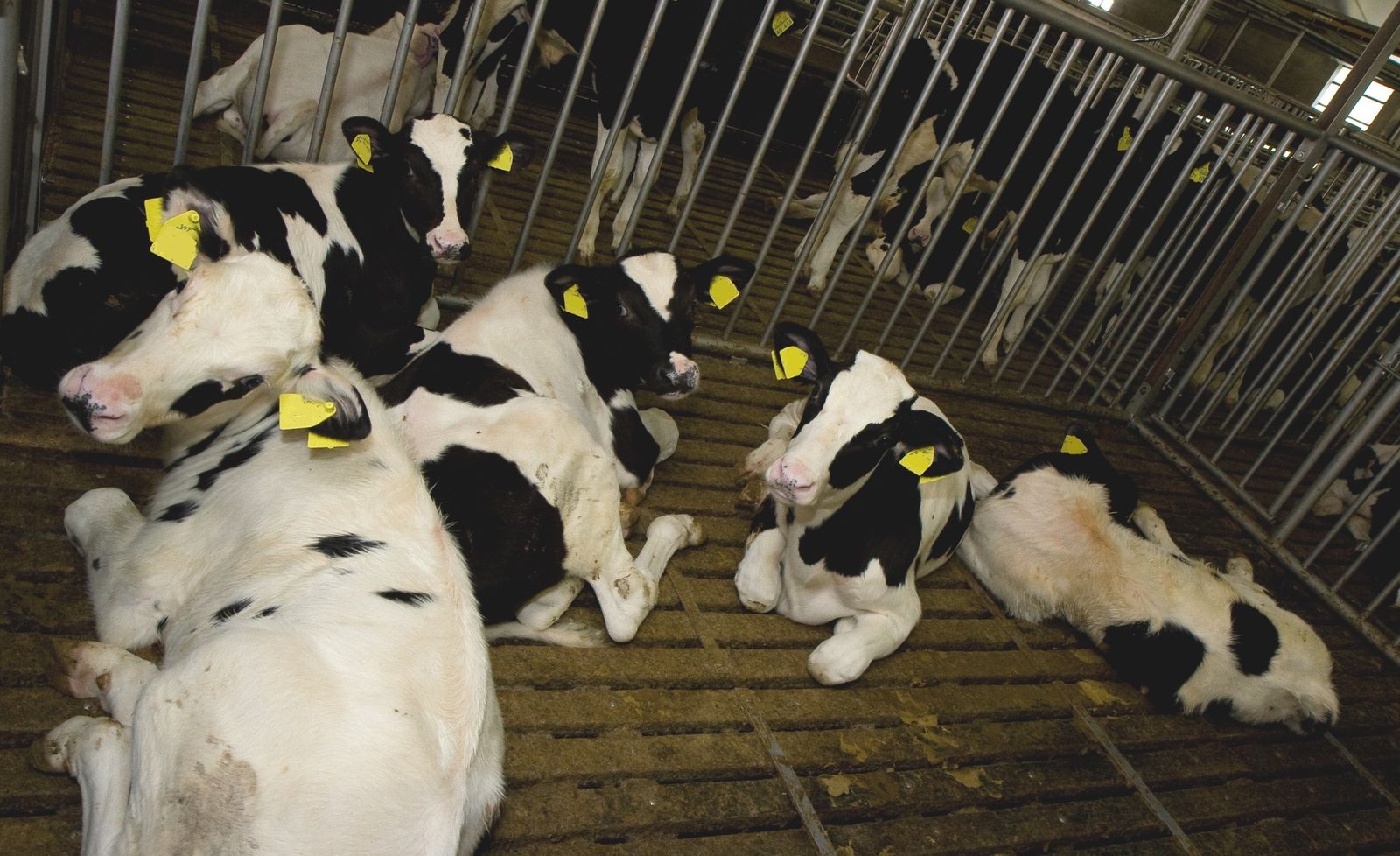 Legale misstanden bij kalveren - Wakker Dier