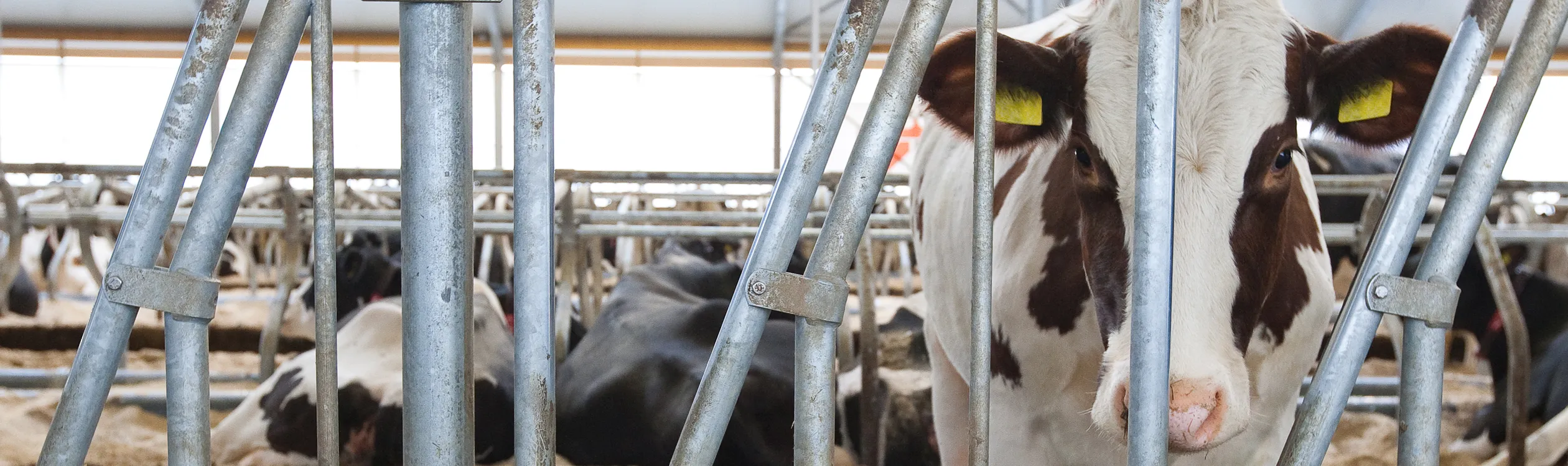 Beeld: Koe kijkt door stalen hekwerk