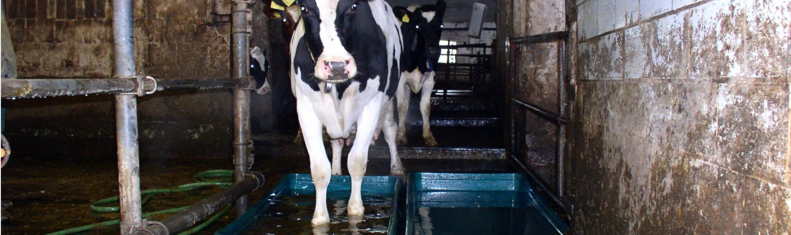 Beeld: melkkoe loopt door een bad giftige chemicaliën