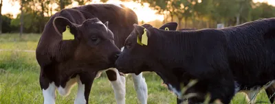 beeld kalfjes in de wei