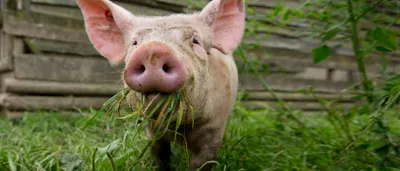 Eet Geen Dierendag