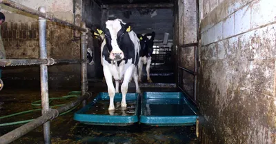Beeld: melkkoe loopt door een bad giftige chemicaliën