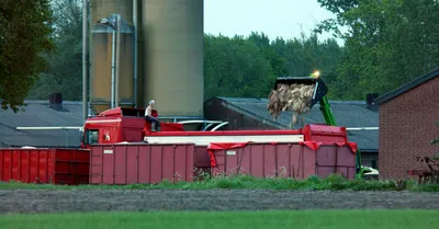 Beeld: dode kippen worden geruimd