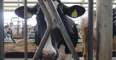 Beeld: Close-up van een koe in stal