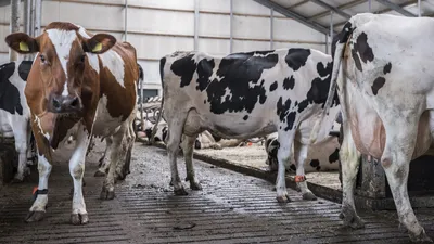 beeld melkkoeien op stal