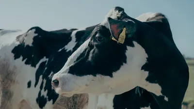Koe uit de tv-spot over sloopmelk.
