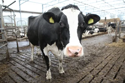 Koe in stal kijkt de camera in