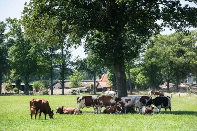 Beeld: koeien in de wei op een hete dag