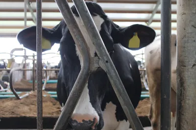 Beeld: Close-up van een koe in stal