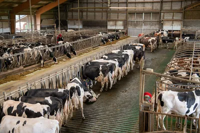 Beeld: koeien in de zuivelindustrie