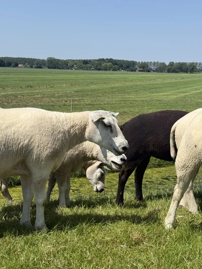 Schapen in volle zon tijdens hete dag