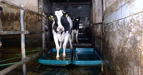 Beeld: melkkoe loopt door een bad giftige chemicaliën