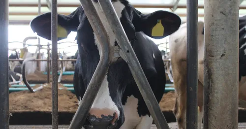 Beeld: Close-up van een koe in stal