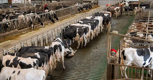 Beeld: koeien in de zuivelindustrie