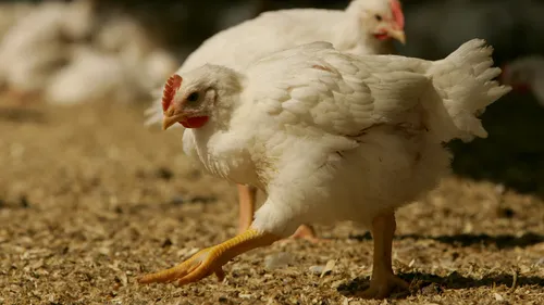 Beeld: kip met Beter Leven ster in de overdekte uitloop