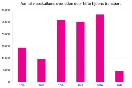 Beeld: Aantal vleeskuikens overleden door hitte tijdens transport