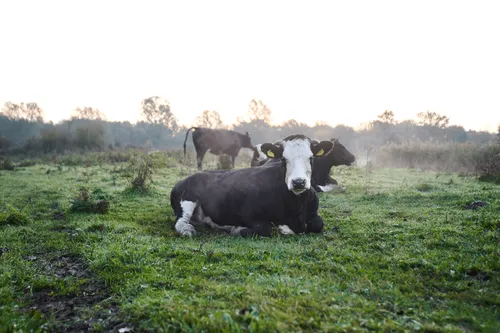 Koe met hoorns in de wei.