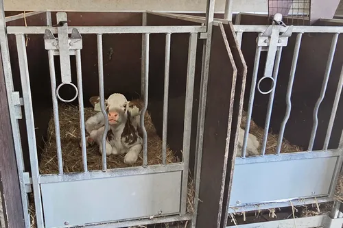 Kalfjes moederziel alleen. Terwijl die natuurlijk bij hun moeder horen.