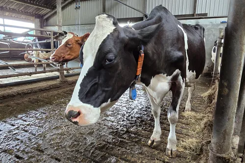 Graatmagere koeien, die zo veel melk geven dat hun lichaam eronder lijdt.