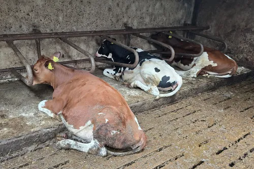 Te krappe ligplekken. Waardoor koeien op de harde, vieze vloer liggen.