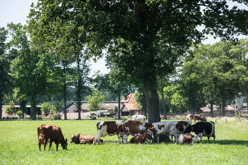 Beeld: koeien in de wei op een hete dag