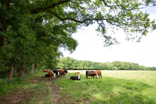Beeld: koeien in de schaduw