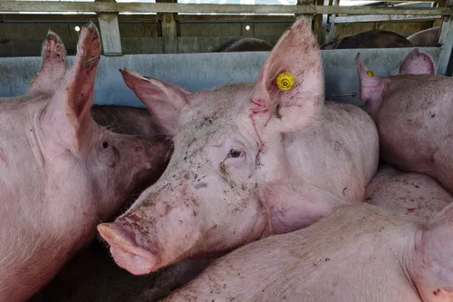 Varkens op transport