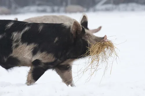 Varken in sneeuw met gras