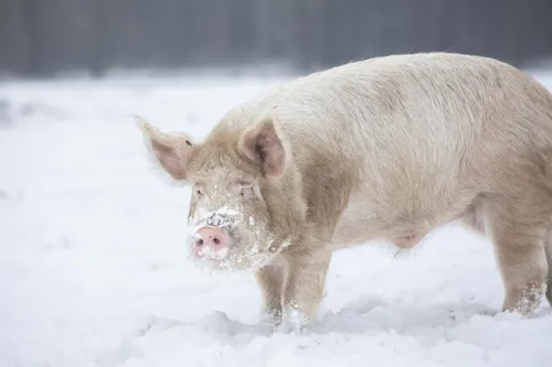Varken met sneeuw op snuit