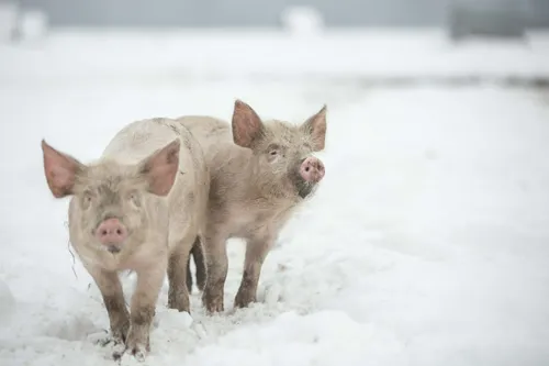 Twee varkens in sneeuw