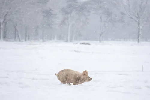 Varken rent in sneeuw