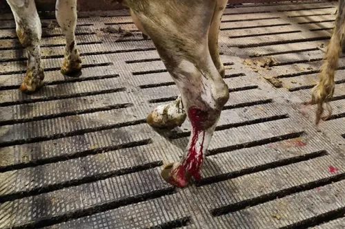 Koe met koorts en een voetwond