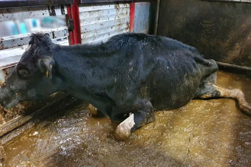 Apathische en erg magere koe