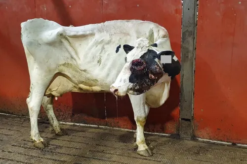 Extreem magere koe met een grote hoofdwond