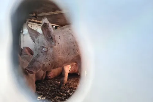 Varken bij verzamelplaats