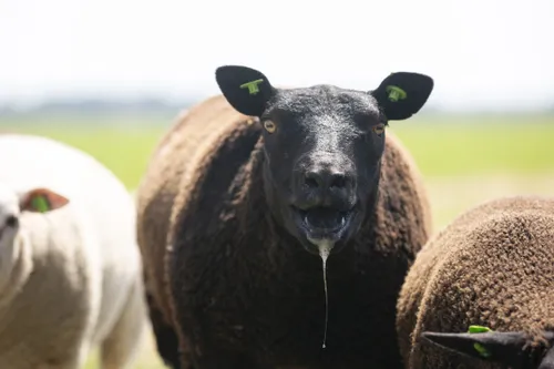 Hittestress bij schapen