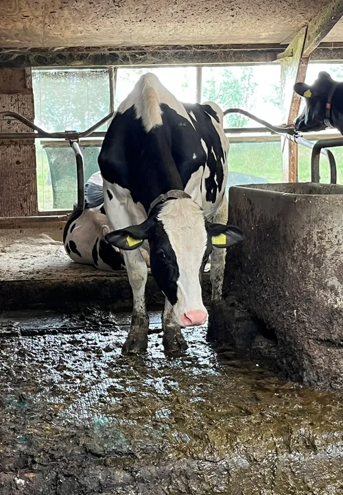 Smerige vloeren, soms met dikke lagen mest.
