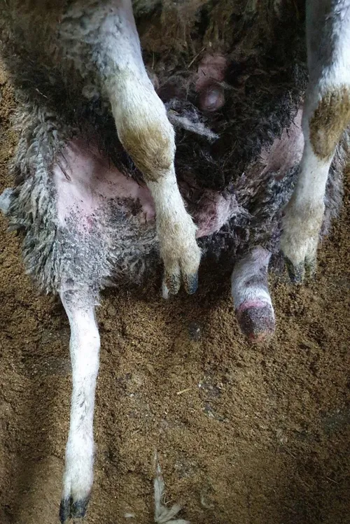 Schaap waarvan een stuk van haar pootje mist